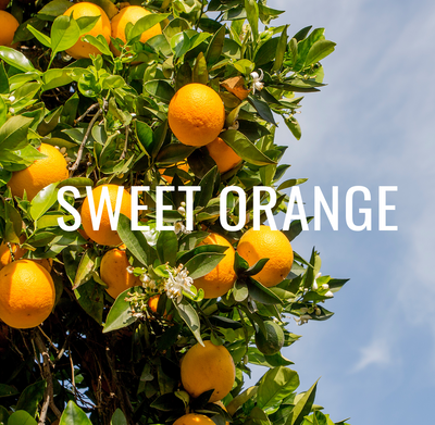 Sweet Orange - Your Sweetest Summer Standby
