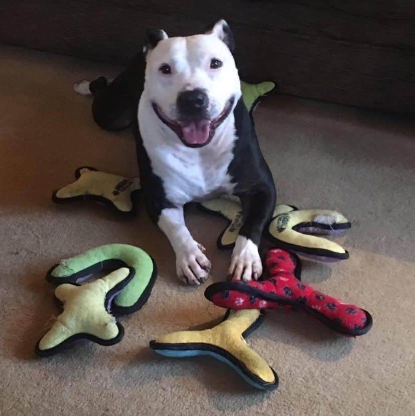 Cruelty-Free Now, Forever (And Proud!) - Cosy Cottage Soap