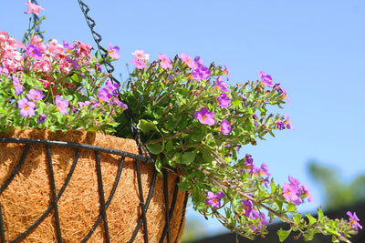 Glorious Geranium