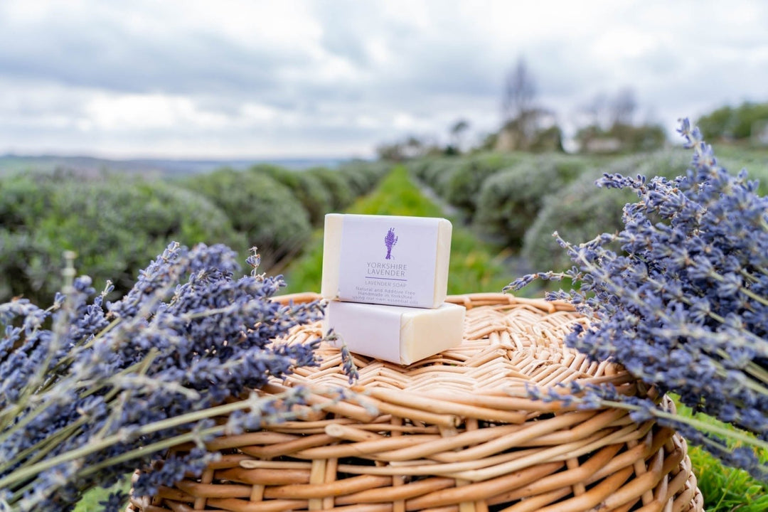 Lavender and relaxation, Science or a Myth - Cosy Cottage Soap