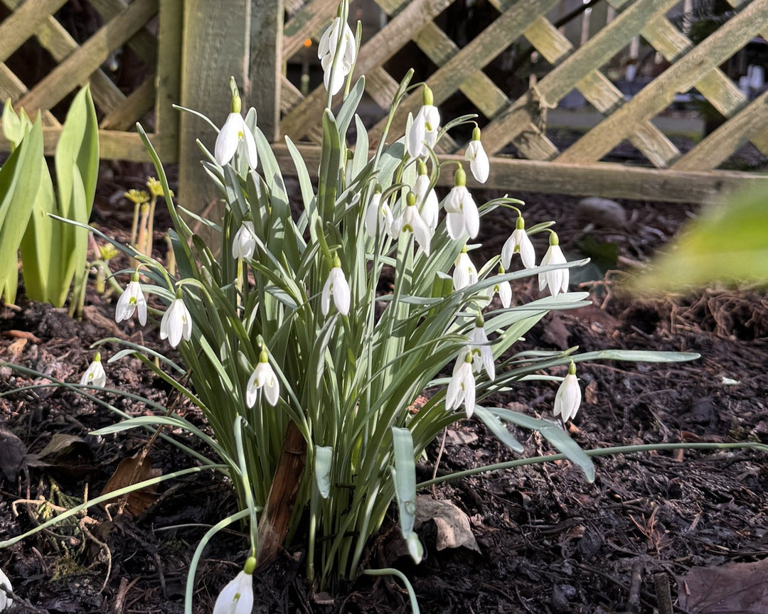 Natural Skincare tips for Springtime - Cosy Cottage Soap