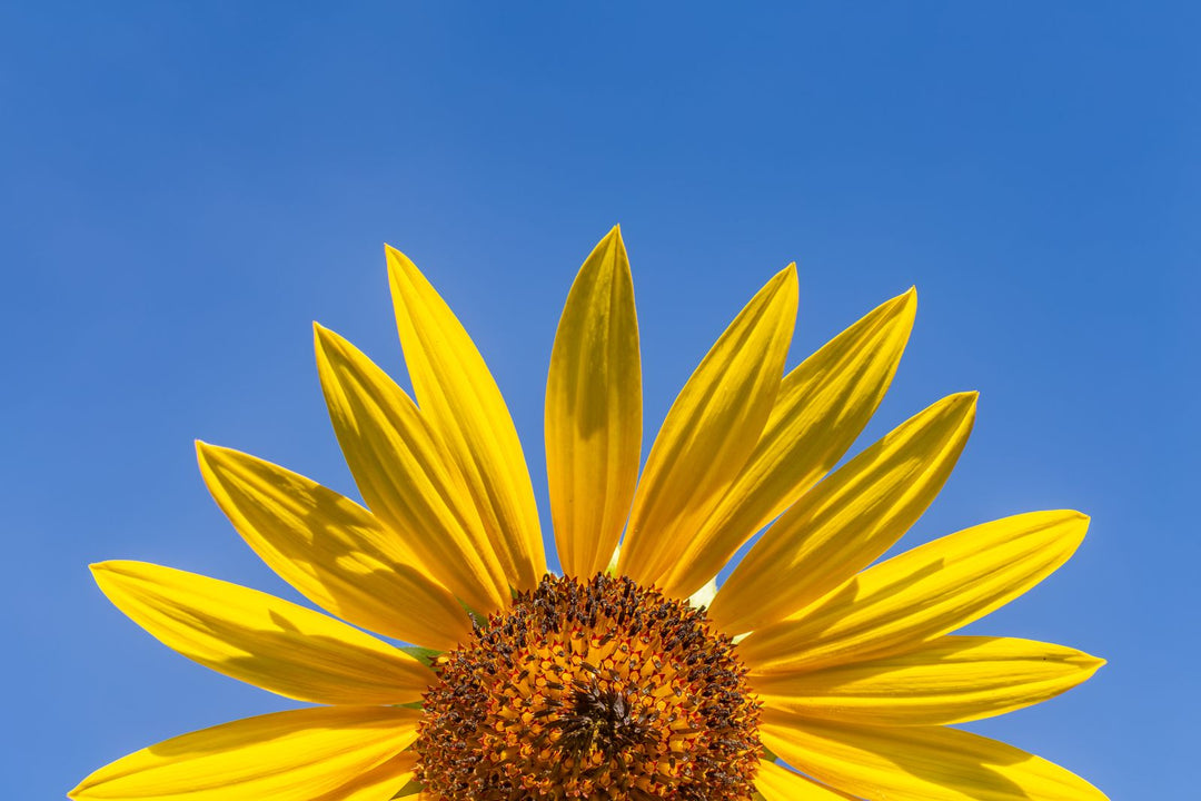 Natural mineral and plant-based ingredients for sun protection — non-nano zinc oxide, red raspberry seed oil and rosehip oil