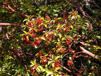 Take a closer look at our less floral scents