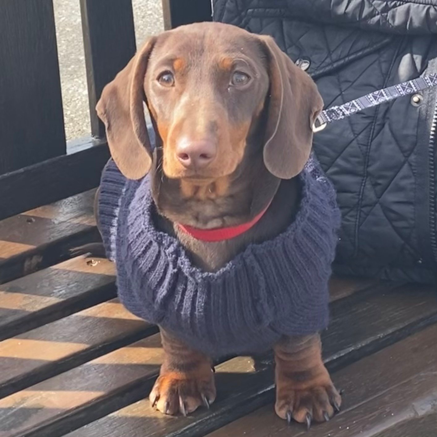 Cosy Companions Products for Pets - Our Treasured Friends - Cosy Cottage Soap