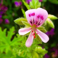 25ml Geranium Essential Oil for Soapmakers - Cosy Cottage Soap