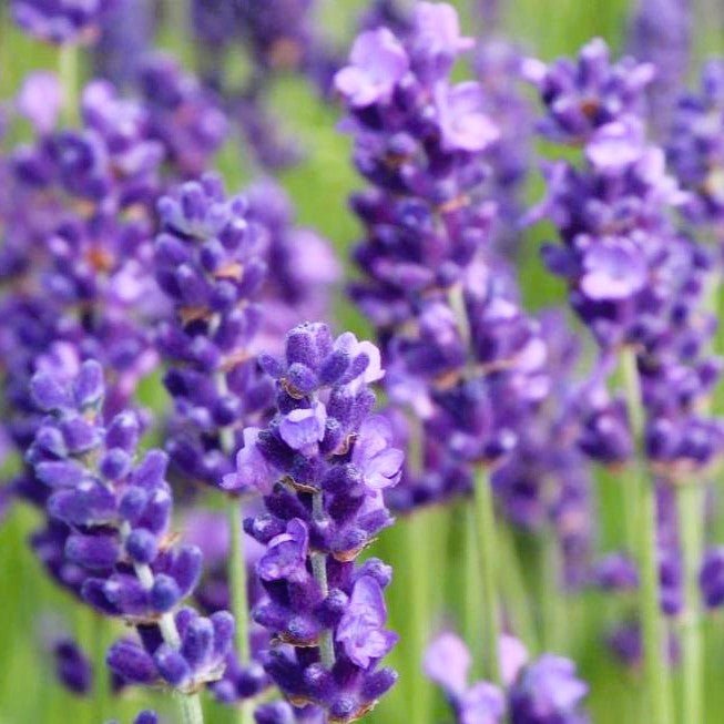 25ml Lavender Essential Oil for Soapmakers - Cosy Cottage Soap