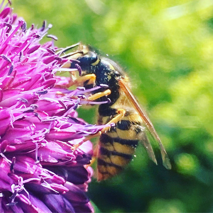 Beeswax Pellets for Soapmakers - Cosy Cottage Soap