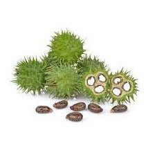 Castor Oil for Soapmakers - Cosy Cottage Soap