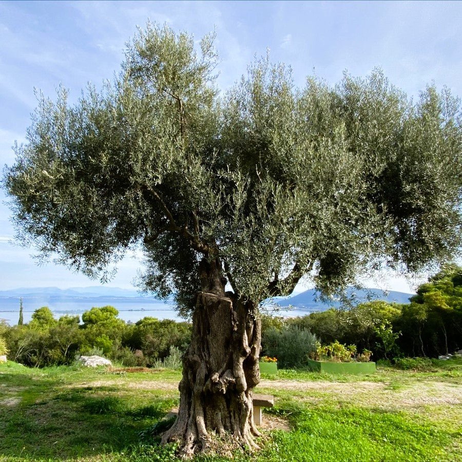 Extra Virgin Olive Oil for Soapmakers - Cosy Cottage Soap