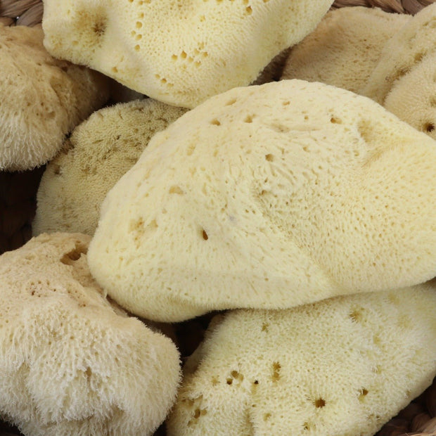 Large, natural sea sponges - Cosy Cottage Soap