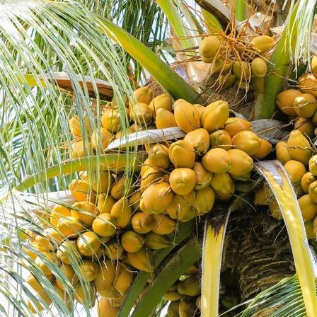 Refined Coconut Oil for Soapmakers - Cosy Cottage Soap