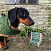 Dachshund puppy with pet shampoo on a wooden bench outside