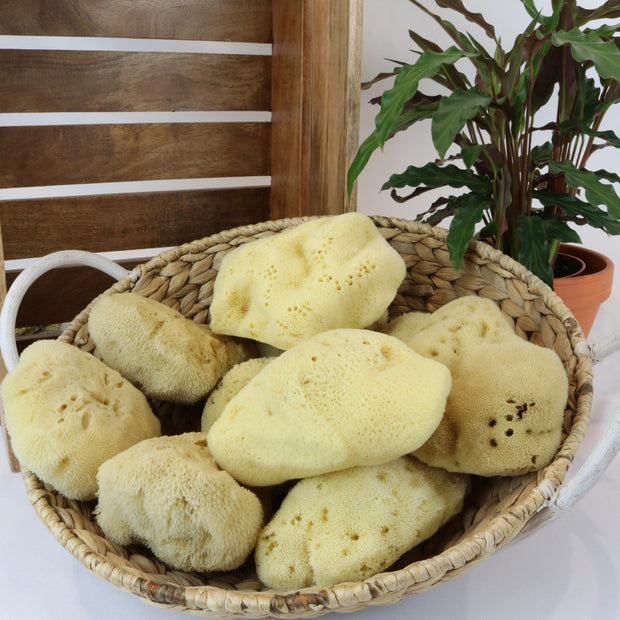 Cosy Natural basket containing Cottage Soap Natural Large Sea Sponges